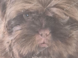 Male imperial shitzu