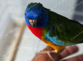 Amazing hand tamed scarlet chested male