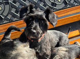 Miniature schnauzer
