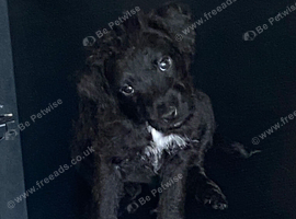 *patterdale pups READY NOW*