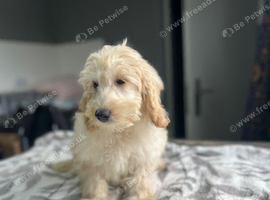 Bluebells handsome f1b cockapoo boys