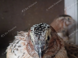 Male jumbo quail 7 weeks old