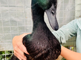 3x ducks seeking a loving new home