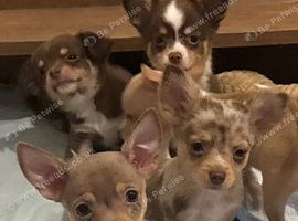 Beautiful chihuahua puppies