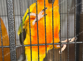 Sun Conure Male
