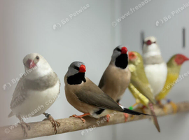 Star finches