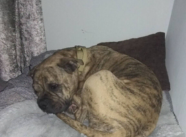 Staff cross unspayed female