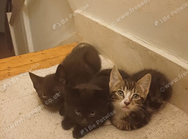 Kittens