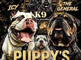 Stunning Pocket Bully Puppies | Rare & Exotic Colours | Beautiful Litter