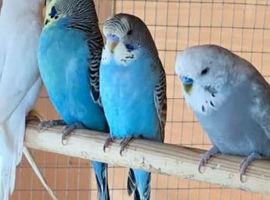 Budgies for sale