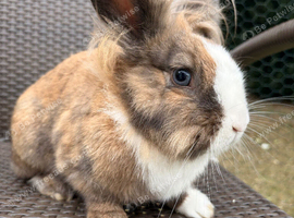 Mini lop X lion head rabbit