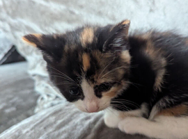 2 beautiful kitty's for sale