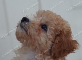 Cavapoo Puppies looking for their forever home - Cheltenham