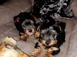12 week old female Yorkshire terrier puppie