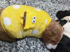Parti poodle miniture