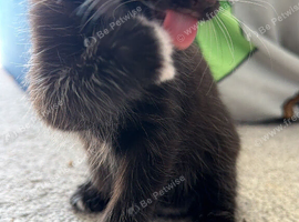 Smooth hair black kitten