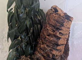 Venezuelan Sun Tiger and enclosure