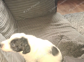 2 sprollie pups