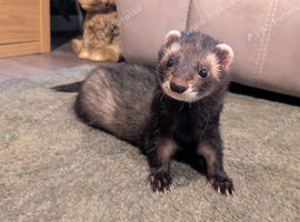 Hob Ferret