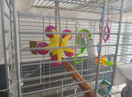 Parrotlet with cage