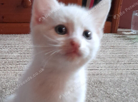 White boy kitten
