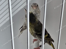 BEAUTIFUL PAIR SISKIN MUTATION COLOUR