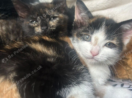 Beautiful home reared kittens. Ready sat 3rd Oct