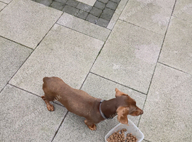 Dachshund