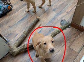 Red and golden lab puppies