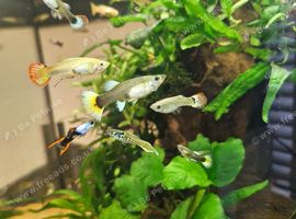 Female adult guppies and babys
