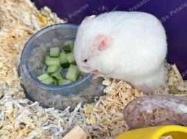Hamster