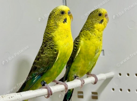 Black wing Budgies For Sale