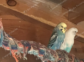 Budgies