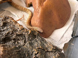 Young kingsnake