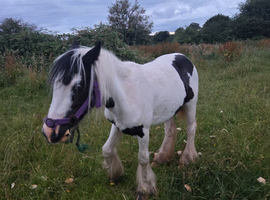 3 year old filly
