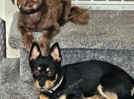 Female and male dog need new home