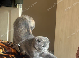 Scottish Fold & Straight Kittens