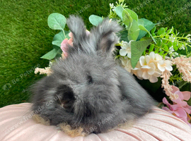 Angora babies