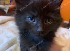 Two beautiful black kittens for sale