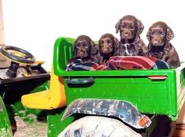 KC registered Cocker spaniel dog pups