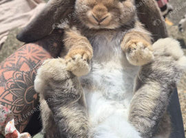 BIG EARS, BIG PERSONALITIES