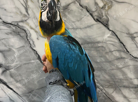 Very Tame Talking Lovely Blue & Gold Macaw Parrot,12