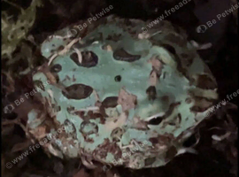 Pac-Man frog