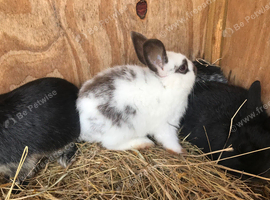 Medium size rabbits