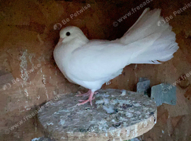 Fantail