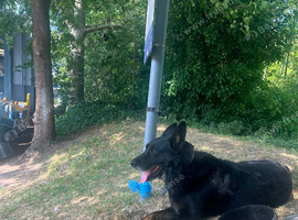 5 Years old Male black German Shepherd Loving home Needed.