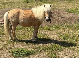 5 yr old palomino gelding