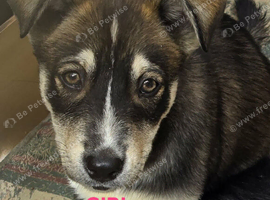 Huskador puppies