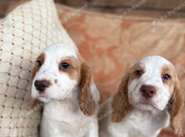Exceptional  Cocker Spaniel Puppies