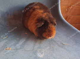 4 female teddies